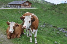 Salzburgerland met Cracks Wolvertem  juni 2016