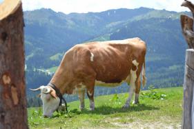 Salzburgerland met Cracks Wolvertem  juni 2016