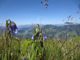 Tirol Wildschonau  juli 2014