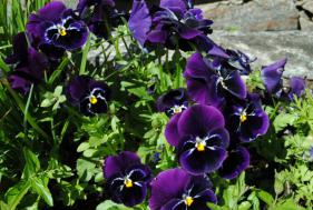 Sonnenplateau  juli 2016