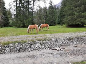 Wandelvakantie Lermoos Tirol : juli 2023