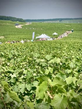 Balade Champenoise : juni 2025