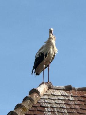 Lente in de Elzas 2025