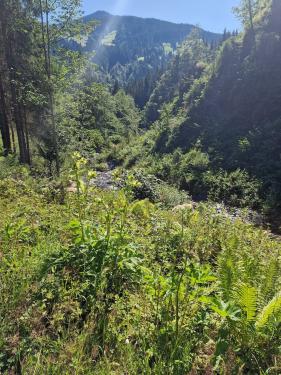 Tirol Wildschönau: juli 2026
