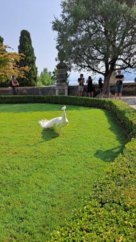 Lago Maggiore: juli 2026
