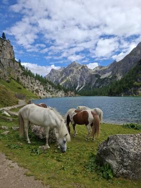 Salzburgerland augustus 2026